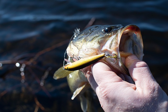 did-you-fish-largemouth-bass