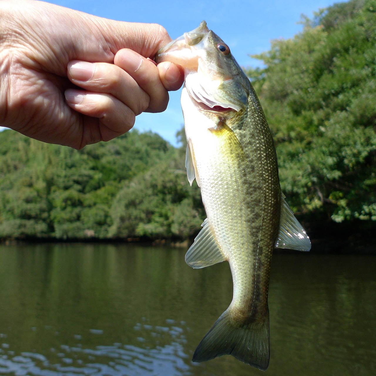 nc-fishing-20
