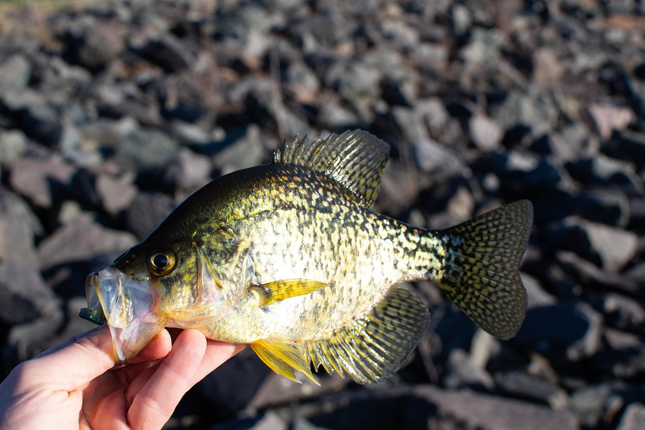 nc-fishing-black-crappie