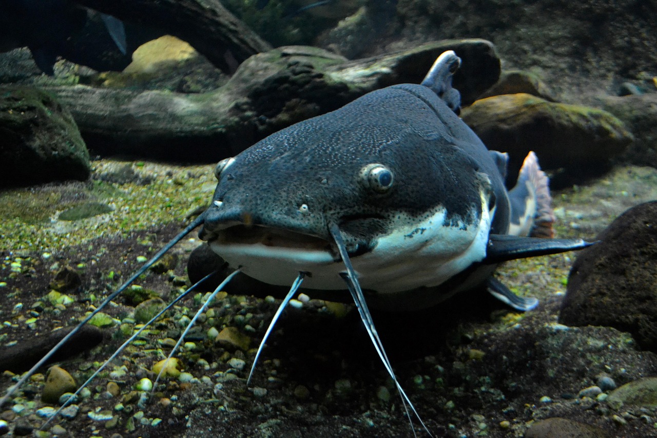 nc-fishing-catfish