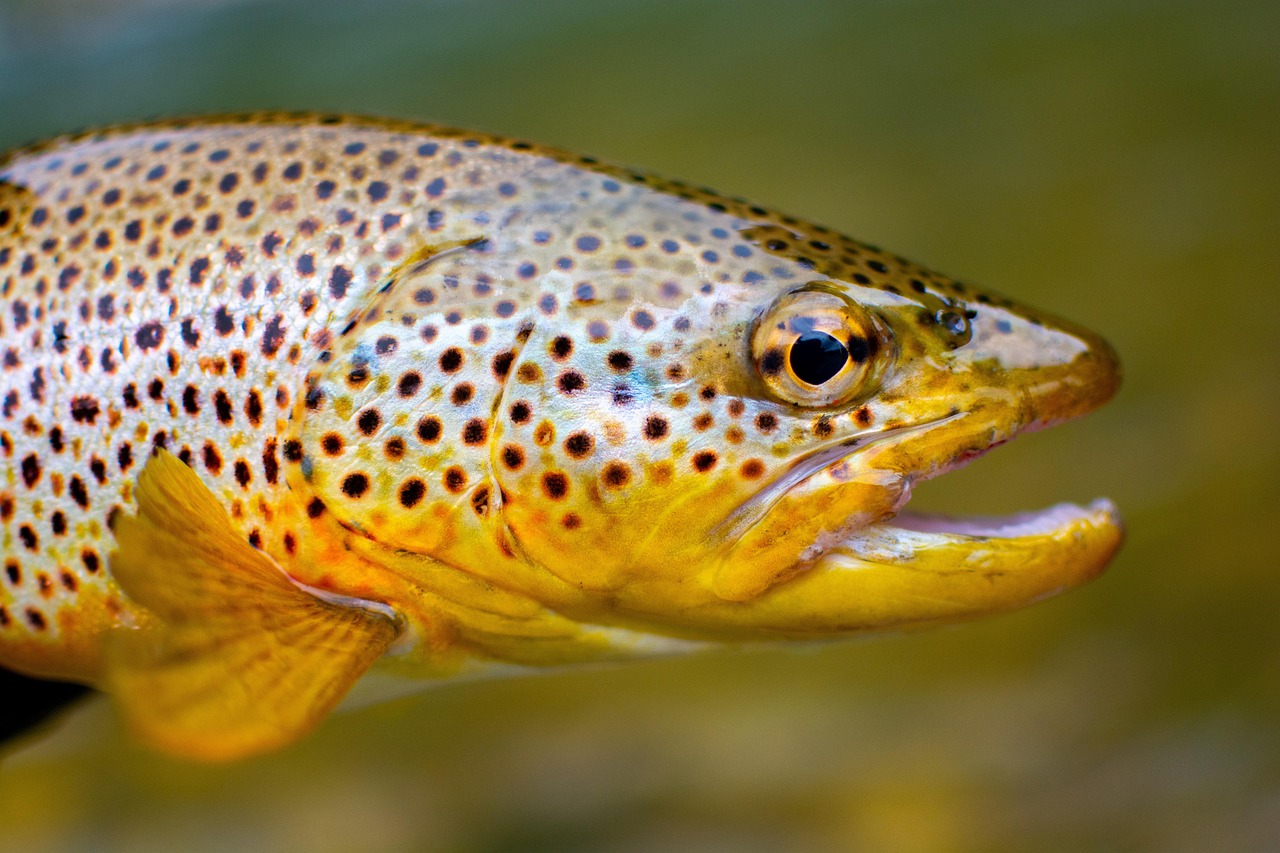 nc-fishing-in-mountains-salmon