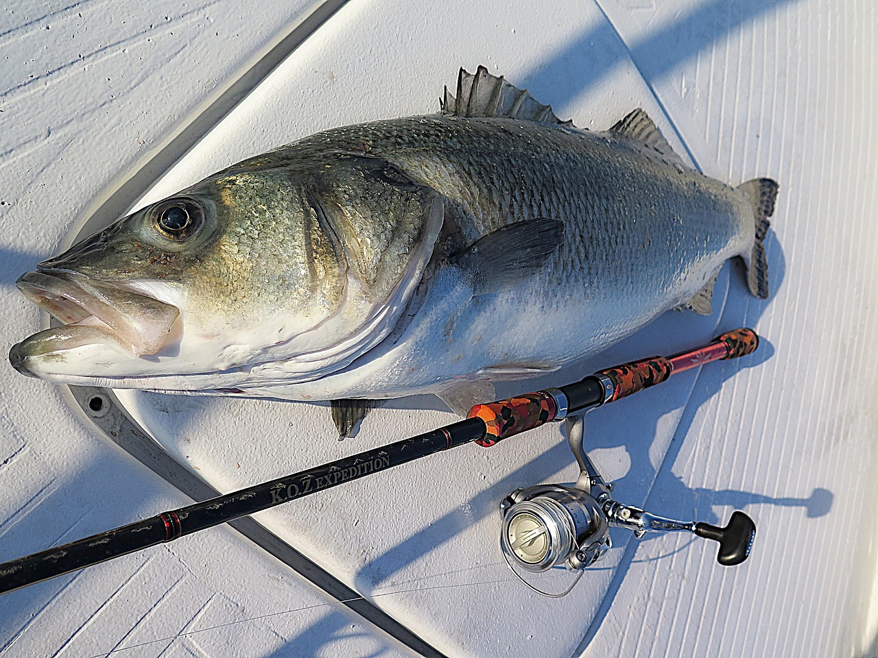 nc-fishing-off-beach-willmington