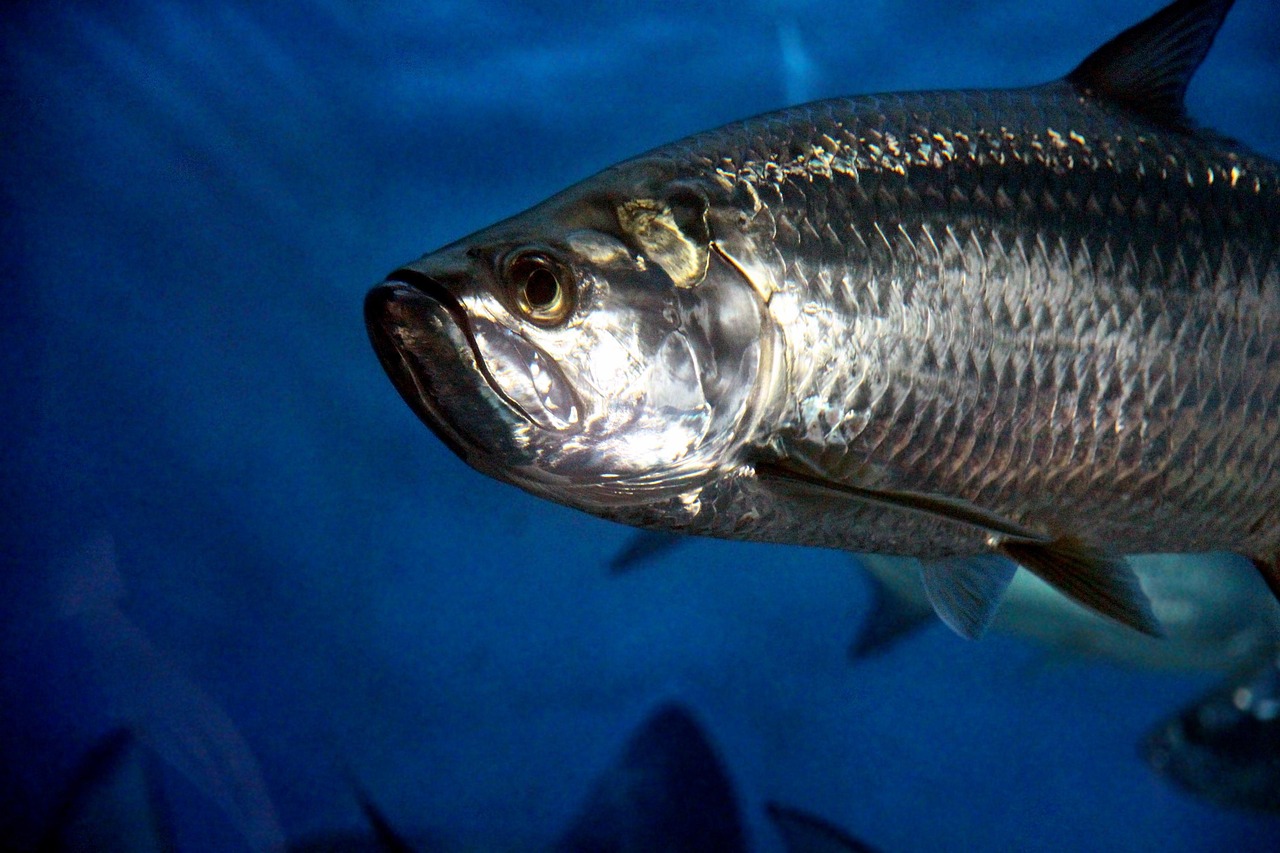 nc-fishing-tarpon
