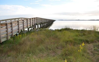 Best Time to Fish in North Carolina: Seasonal Guide for Freshwater and Saltwater Fishing