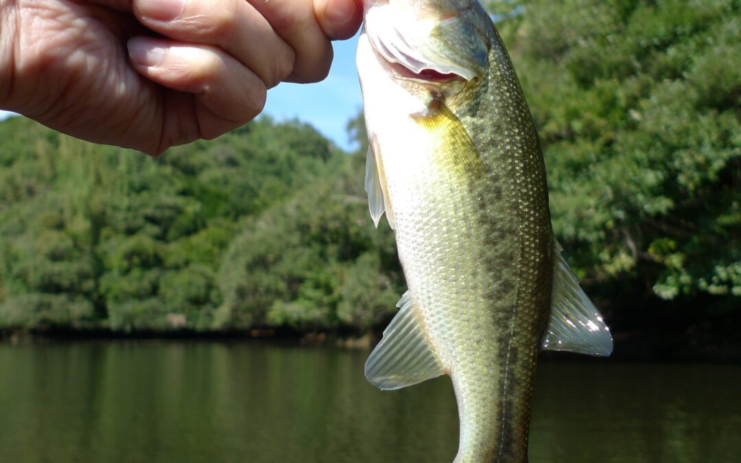 Best Time to Fish at Jordan Lake