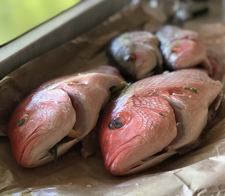Best Time to Fish for Red Drum in North Carolina