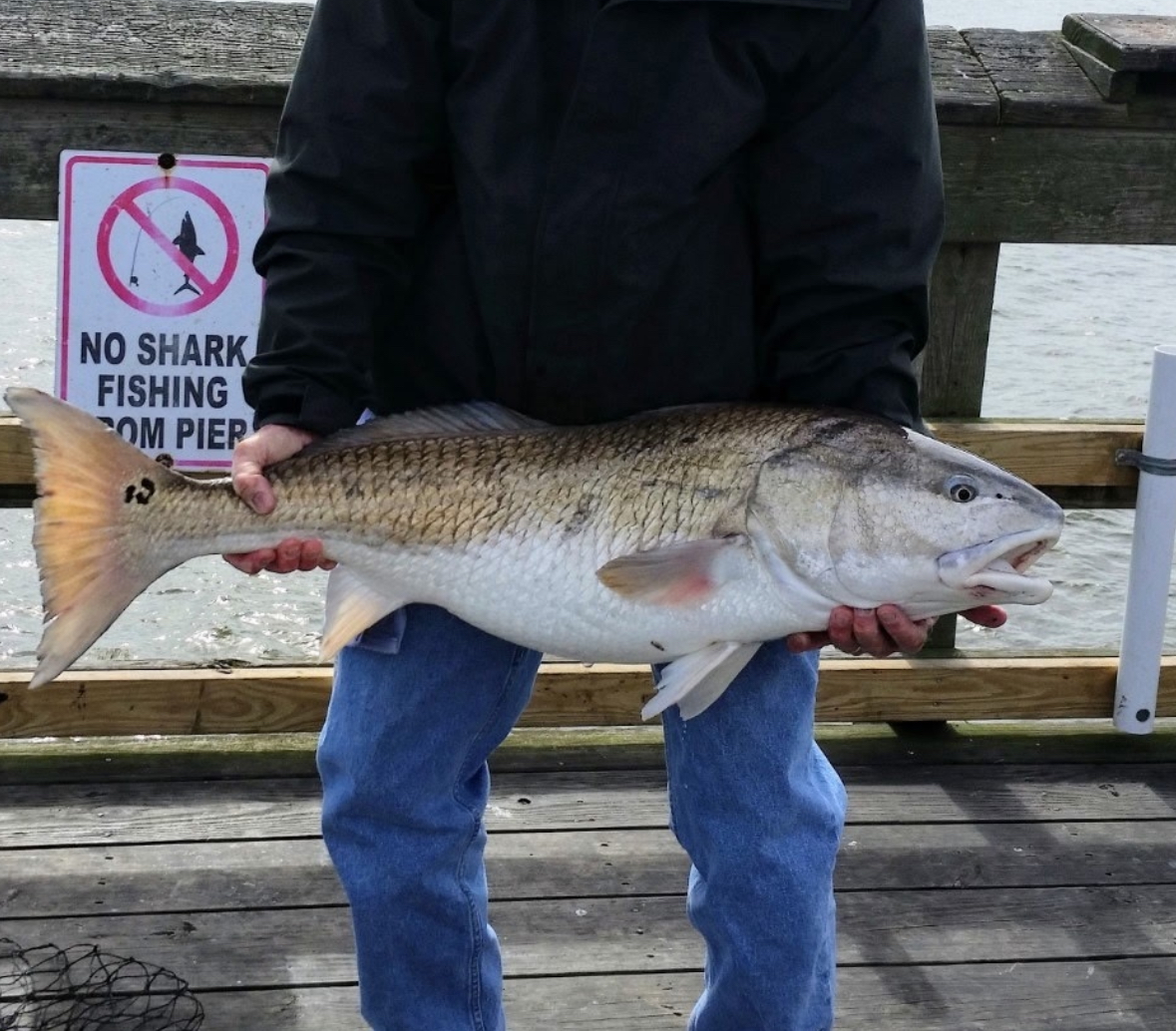 did-you-fish-ocean-isle-beach-pier-15