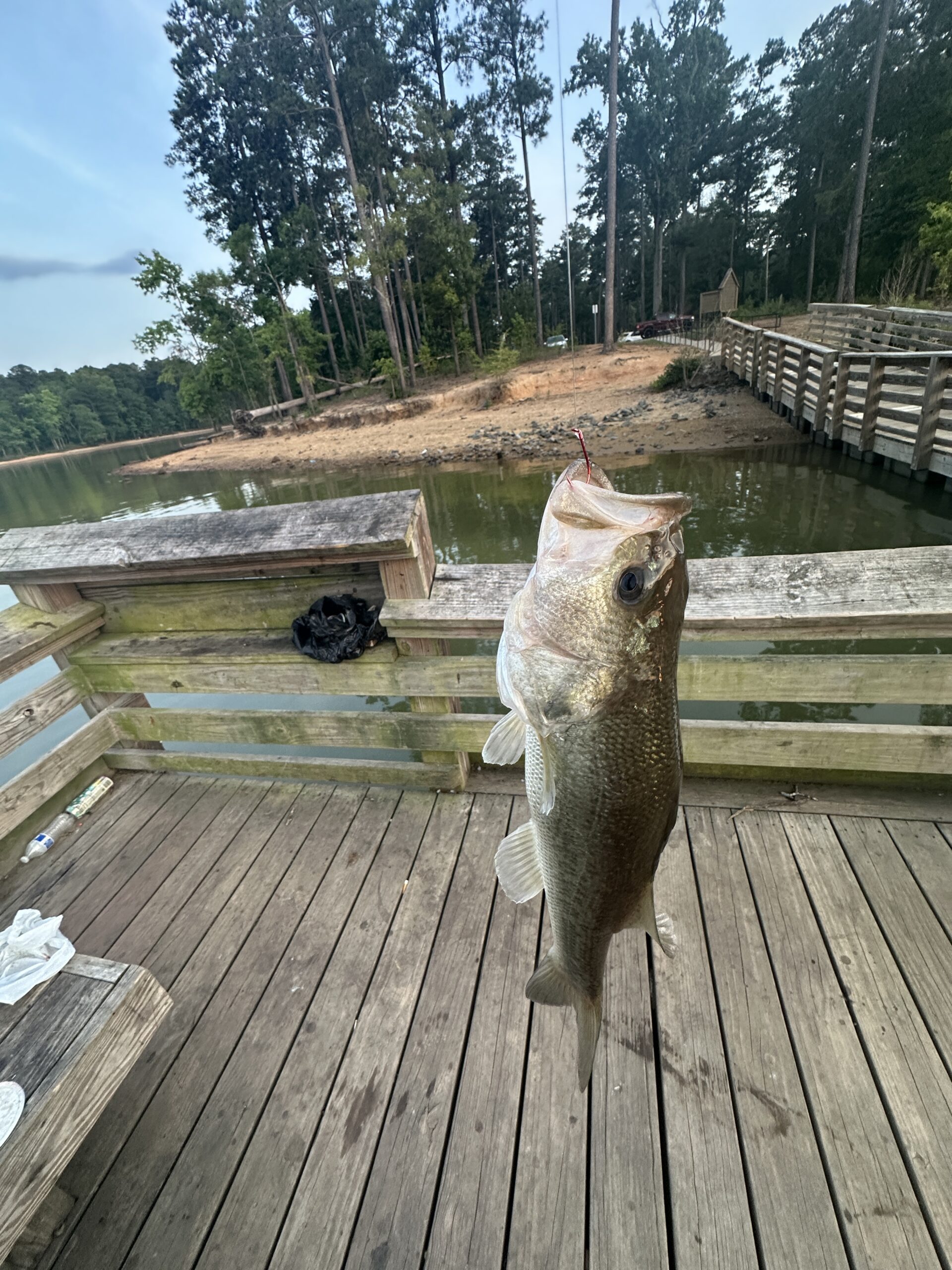 Large largemouth bass caught from the fishing pier at Beaver Creek PFA