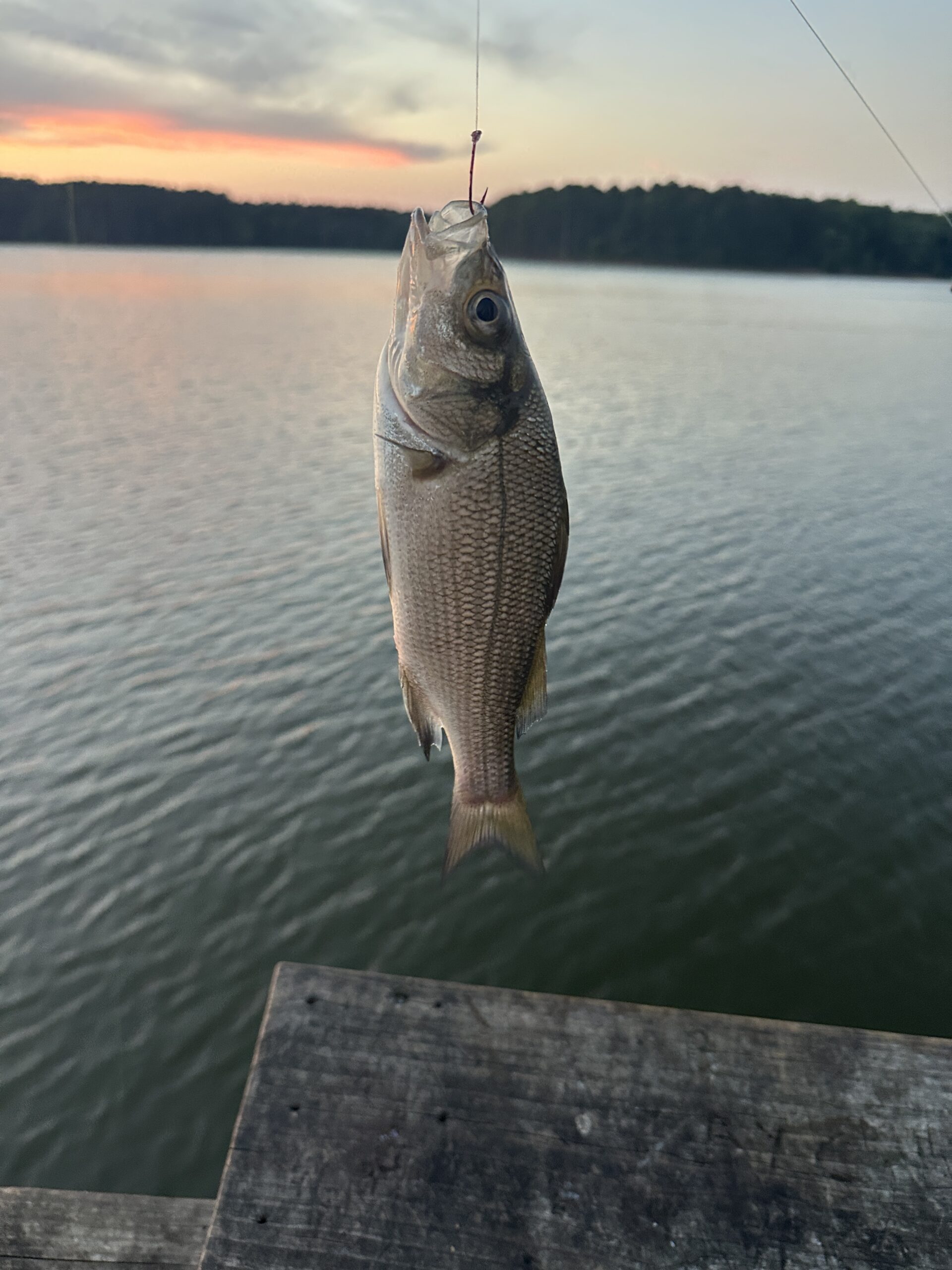 White perch caught from the pier at Beaver Creek PFA during an evening fishing trip