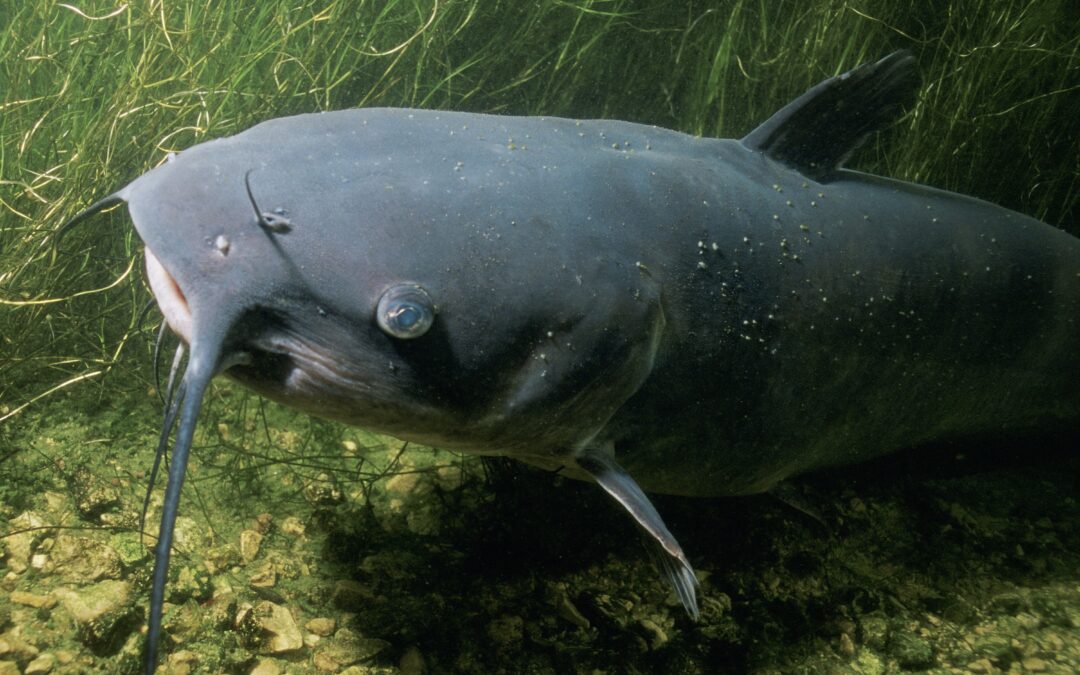 Best Bait for Catfish in North Carolina