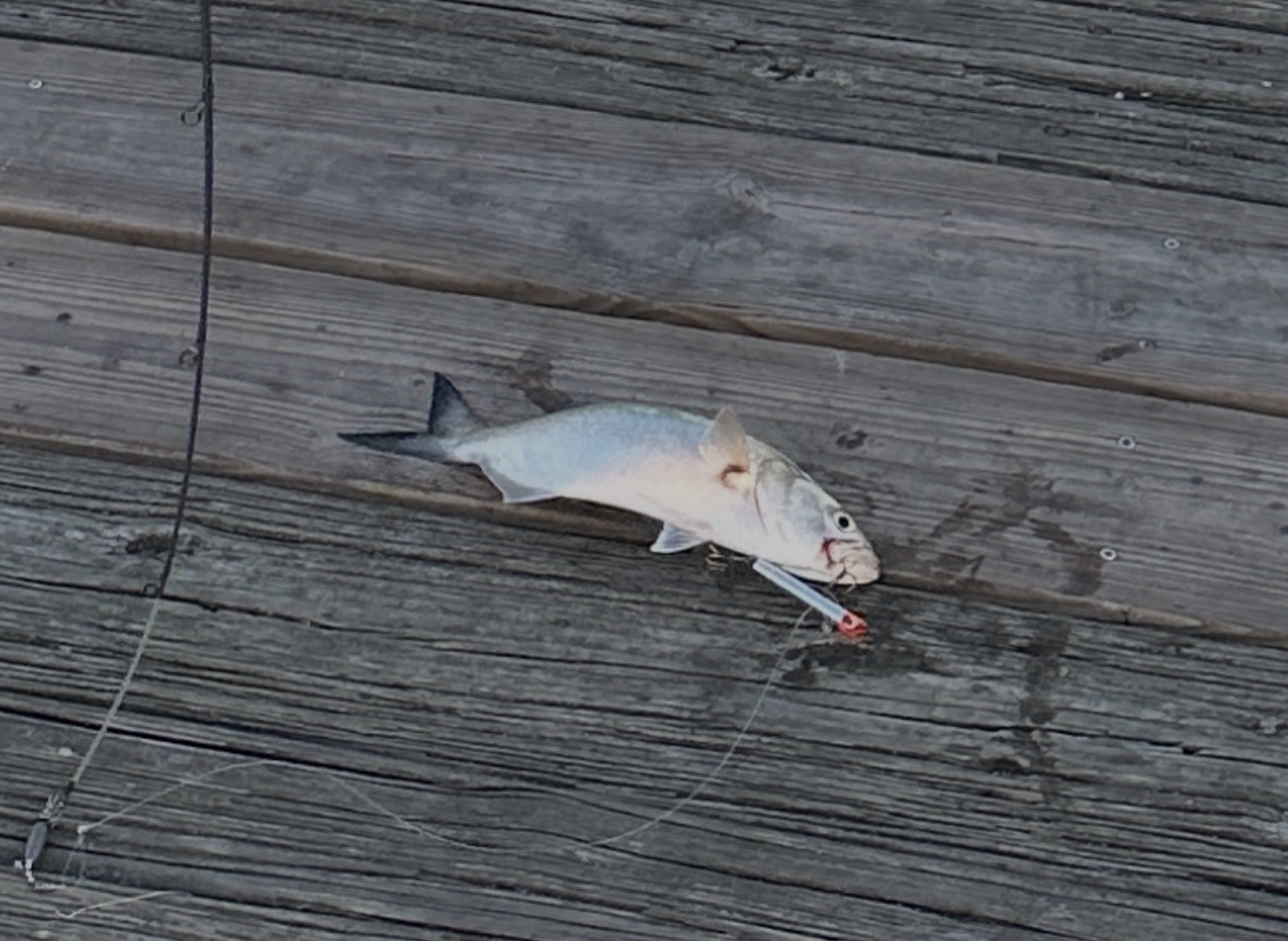 Bluefish caught with a Gotcha plug while fishing from the North Carolina coast
