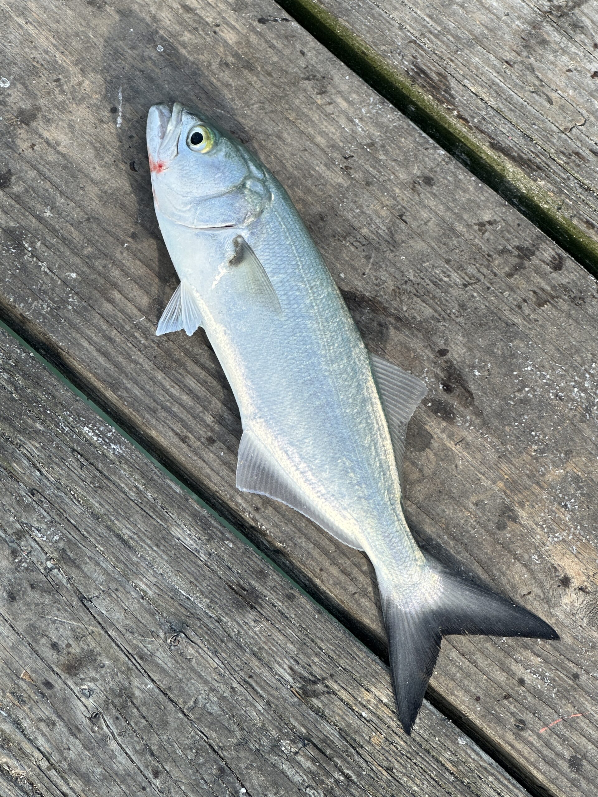 Bluefish lying on wooden pier boards after being caught from a North Carolina fishing pier