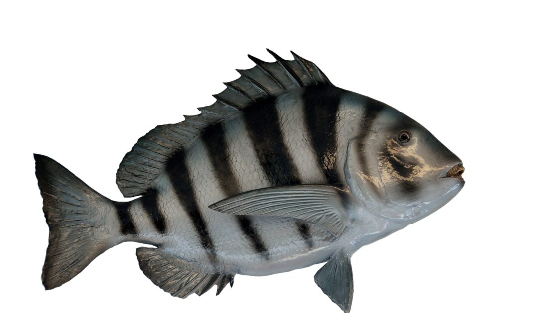 How to Catch Sheepshead from North Carolina Piers