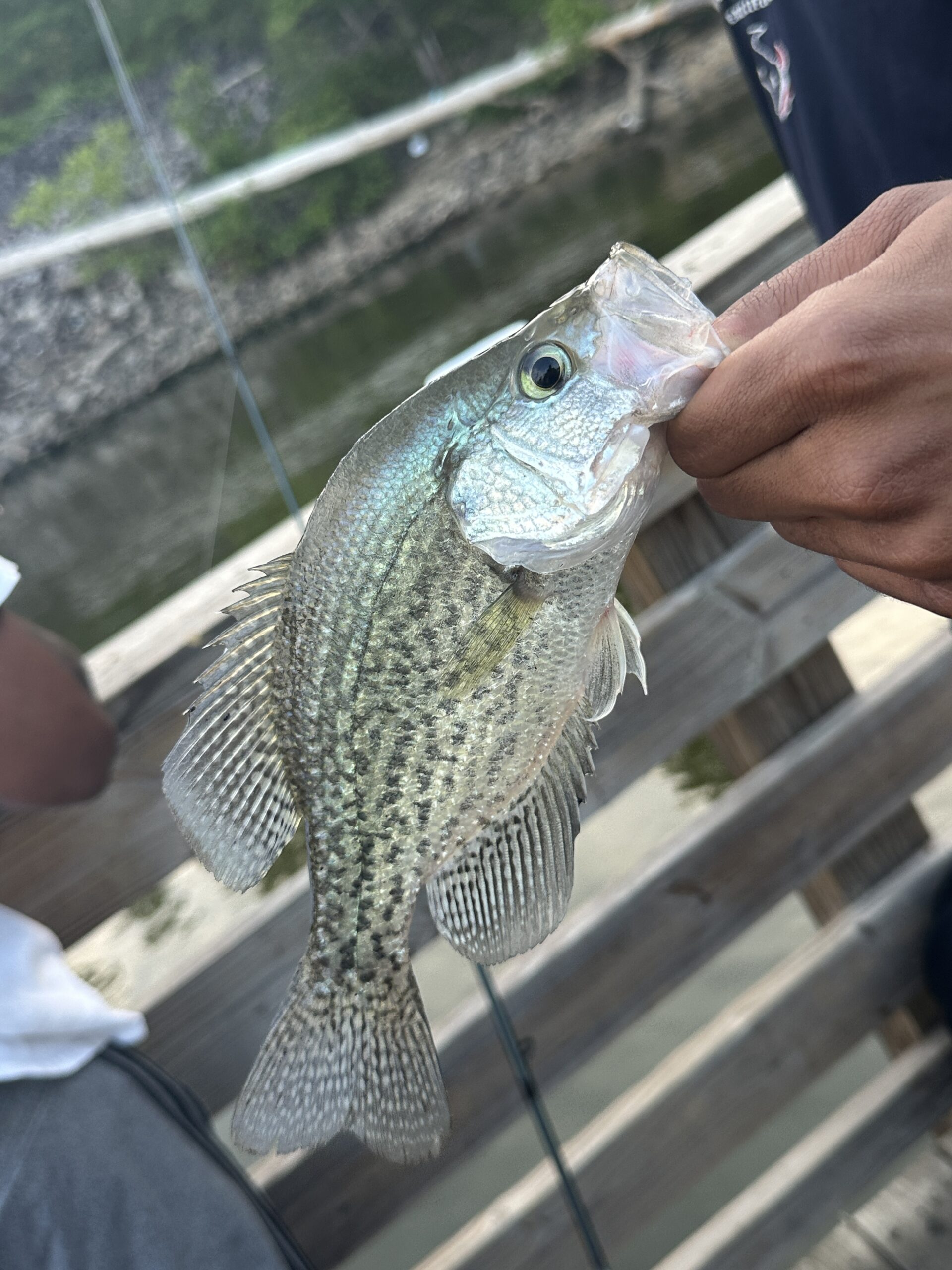 Crappie caught at Bell’s Church PFA on Jordan Lake in June 2026