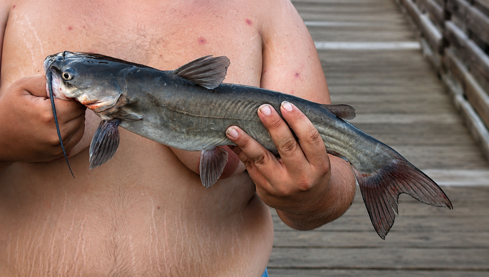 Channel catfish caught in North Carolina using worms and natural bait