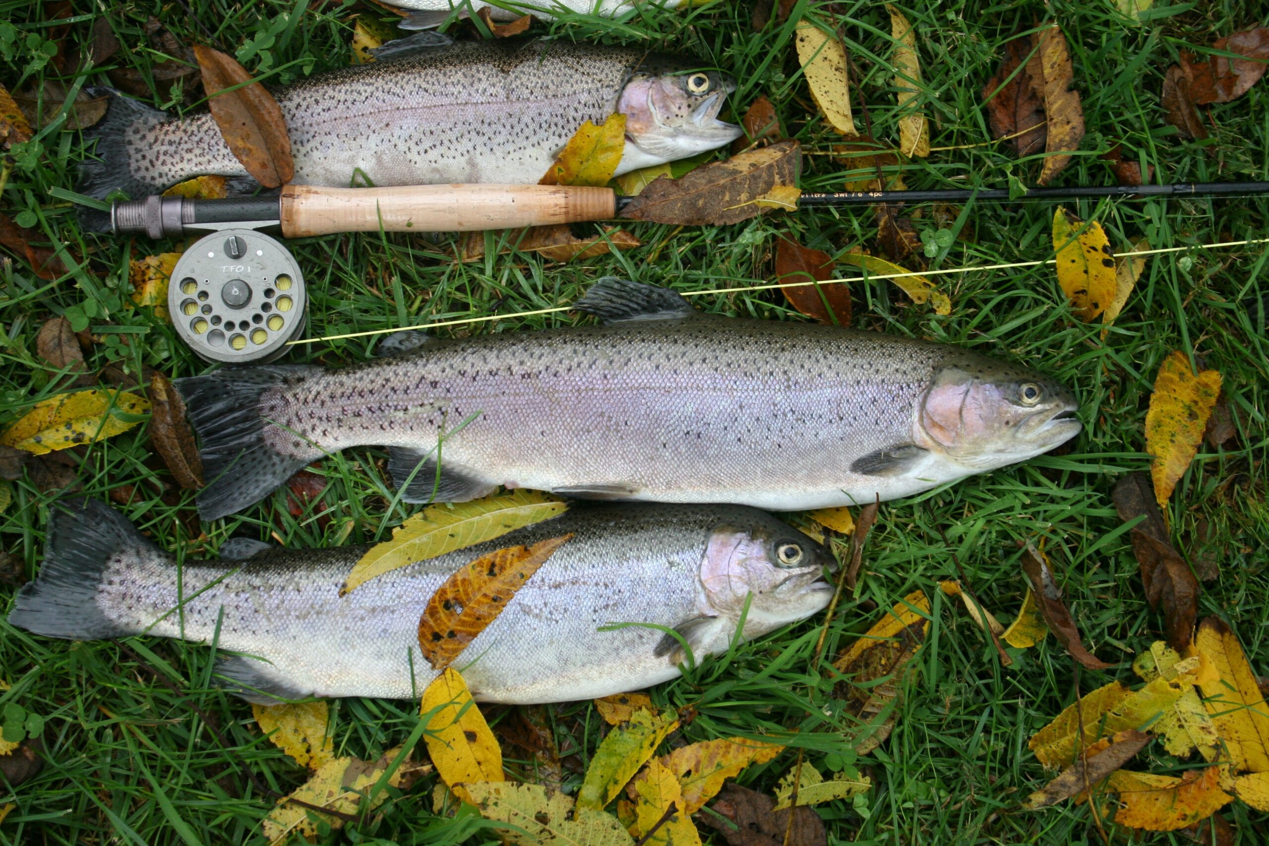 Trout caught while fly fishing with a fly rod and reel