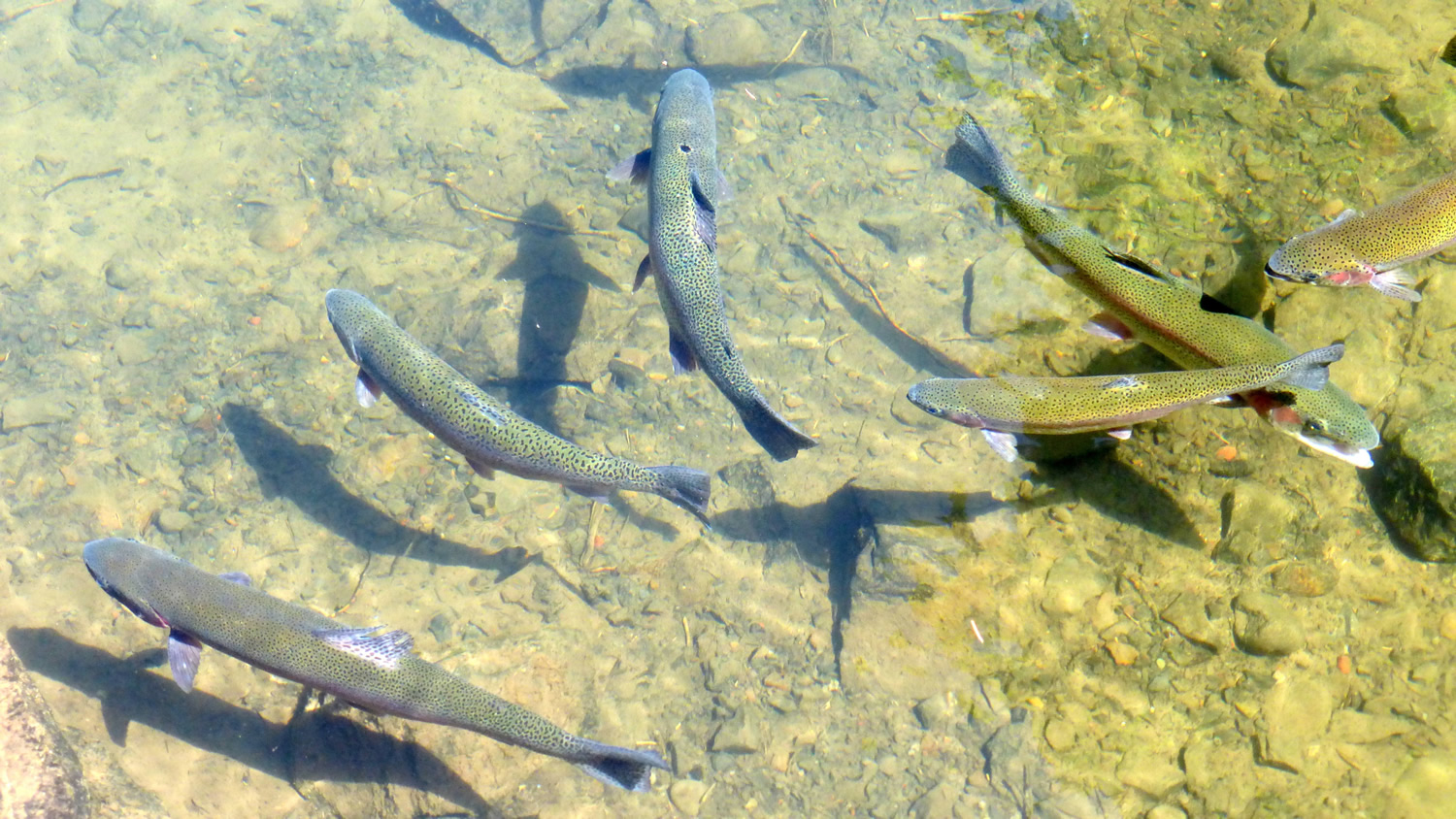 Several rainbow trout swimming in clear, shallow water over a rocky streambed.shallow water over a rocky streambed.