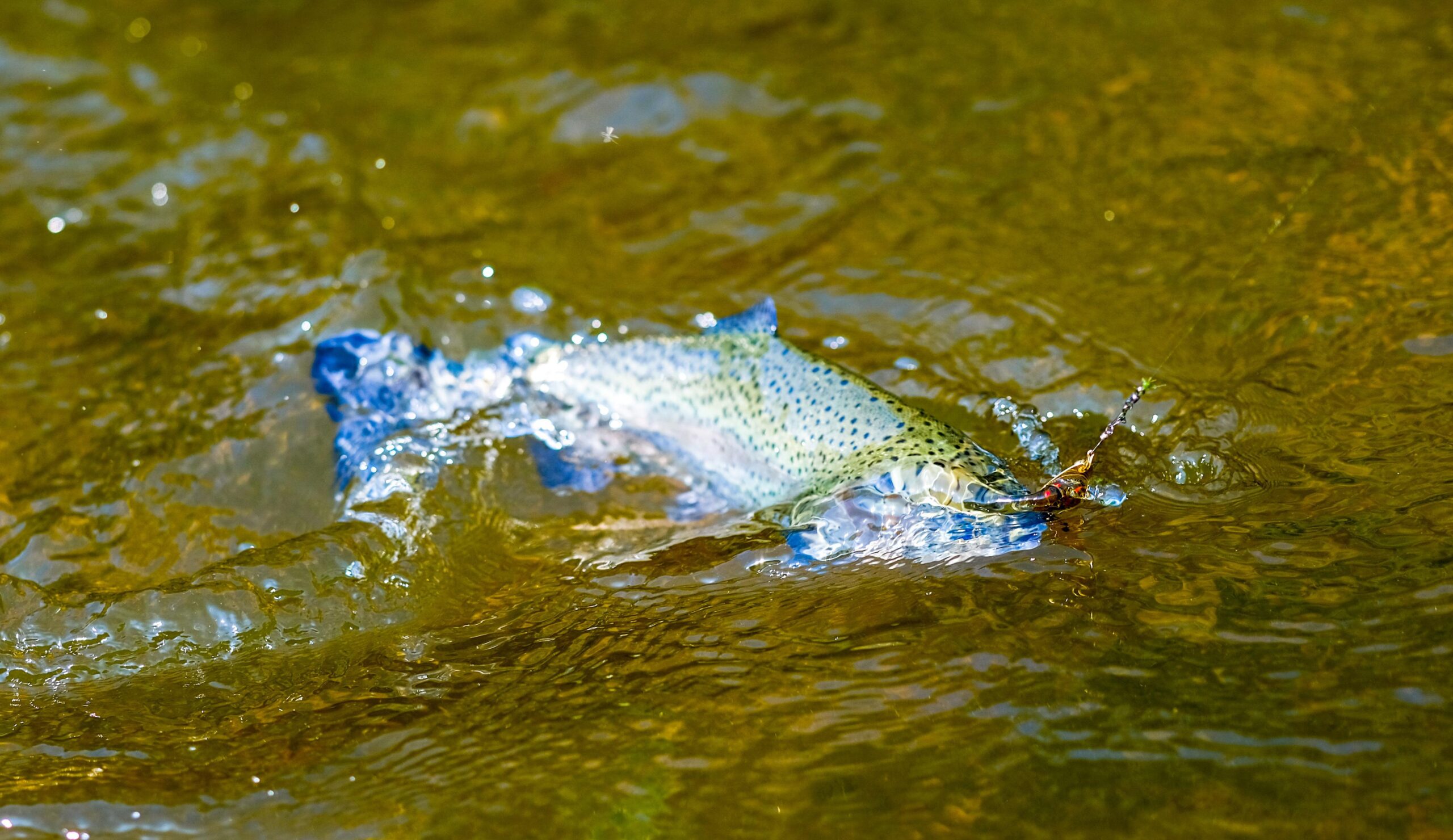Rainbow trout hooked on a fishing lure in clear moving stream water